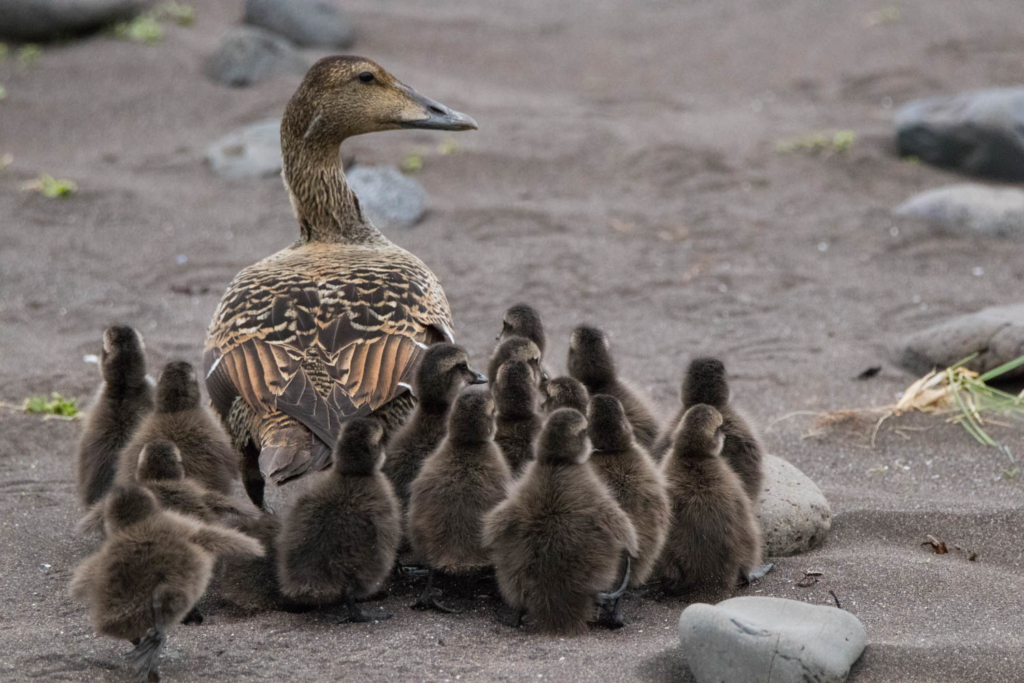 Eider duck with young